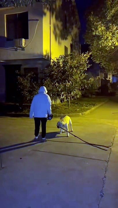 Dog with stick