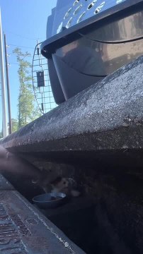 Person Rescues Kitten Stuck in Storm Drain