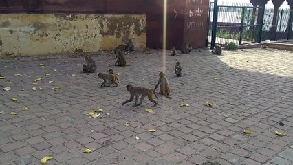 Monkey video | feeding monkey video | monkey animal video| 2024 monkey video  | today monkey video Dailymotion