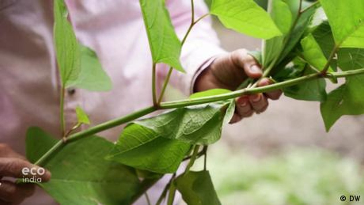 Harnessing invasive plants for use in industry