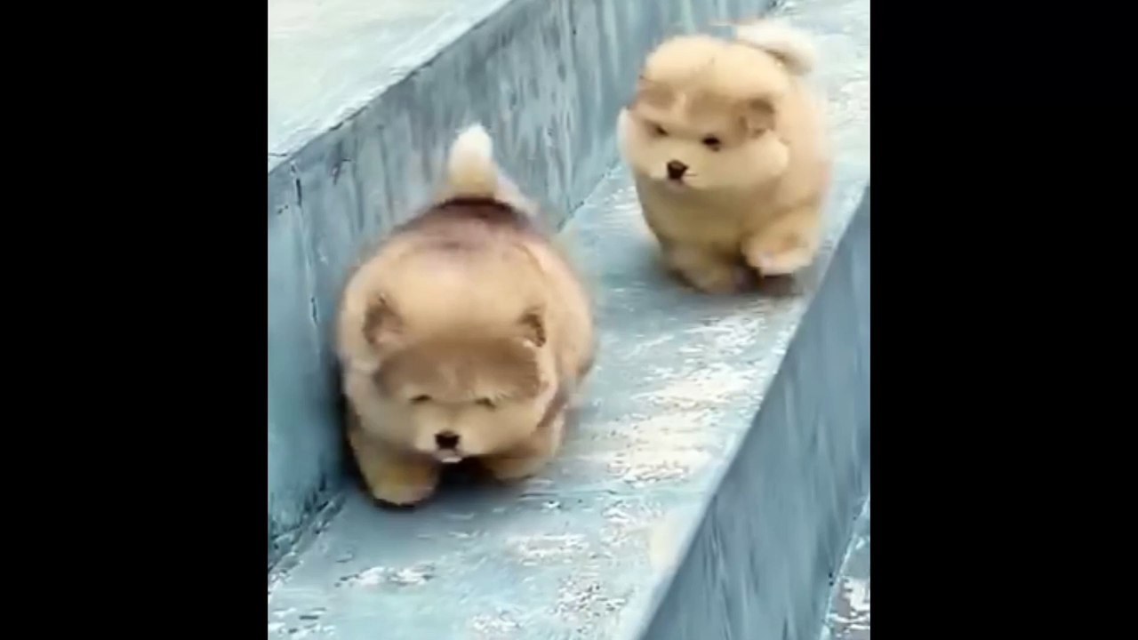 Cute dog 