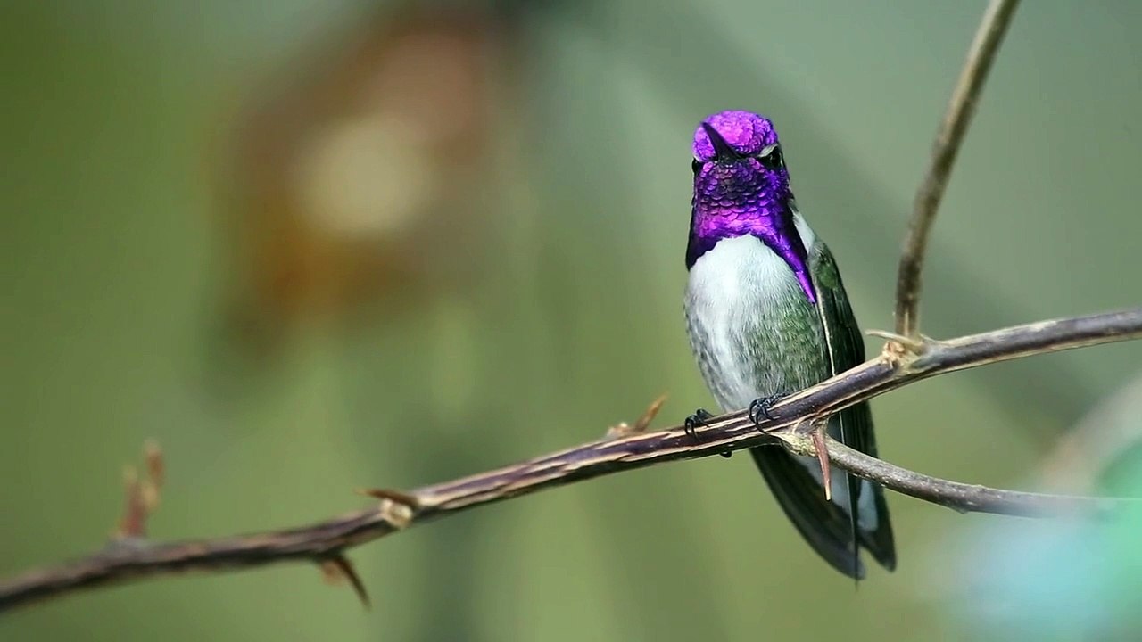 Beautiful Birds