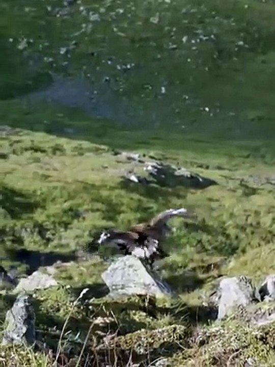 Wild_Life_Eagle_Attack