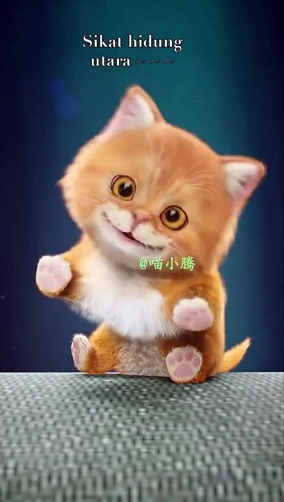 Home Cat