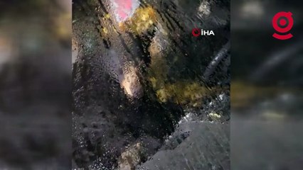 Kanada’da bir ayı otomobile girip koltukları parçaladı