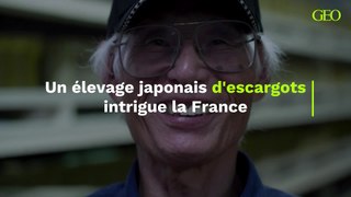 Un élevage japonais d'escargots intrigue la France