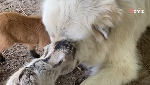 Deux visiteurs inattendus arrivent à la ferme : le chien géant s'approche et tout le monde retient son souffle (vidéo)
