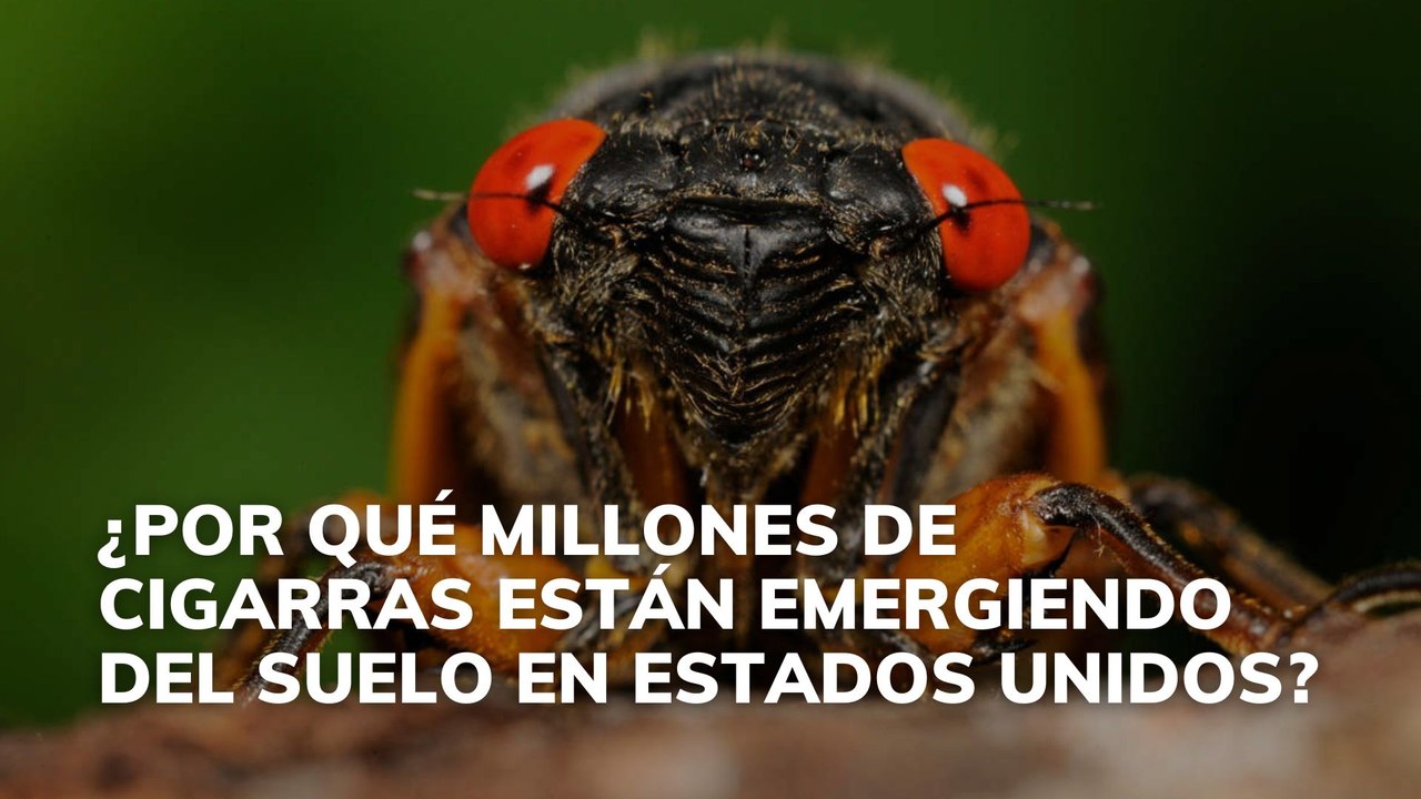 ¿Por qué millones de cigarras están emergiendo del suelo en Estados Unidos?