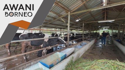 Permintaan haiwan untuk ibadah korban di Kuching tahun ini meningkat