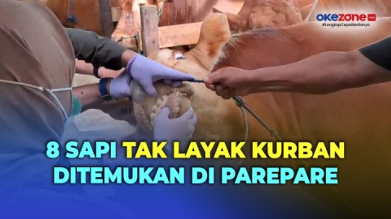 Jelang Iduladha, Delapan Sapi Tak Layak Kurban Ditemukan di Parepare