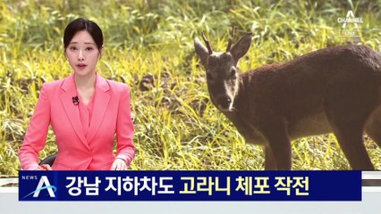 ‘코드제로’ 강남 지하차도 고라니 체포 작전