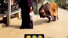 Funnyviralvideos