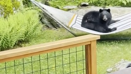 Un oso se cuela en un jardín y disfruta de la hamaca de un vecino