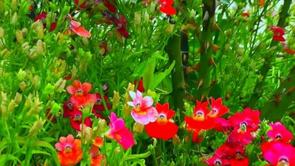 MUSIQUE INSPIRANTE DE JAY BIRD TITRE UP HERE