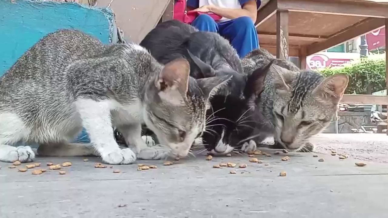 One cat is MASSIVELY different!   cat videos meow purr cat sound cute animals
