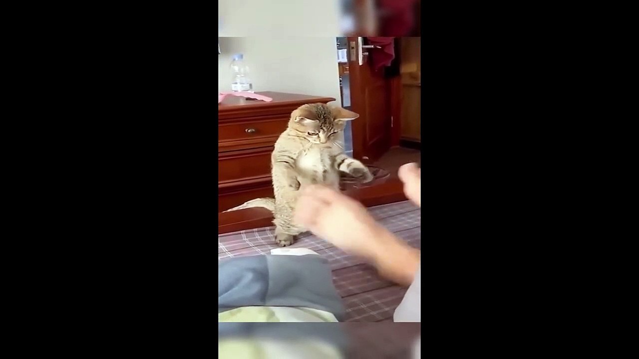 Full funny animal Nice moment and funny channel