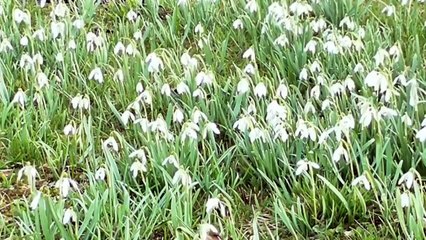 MISIQUE CALME ET TRISTE DE SCOTT BUCKMEY TITRE UNDERTOW   1