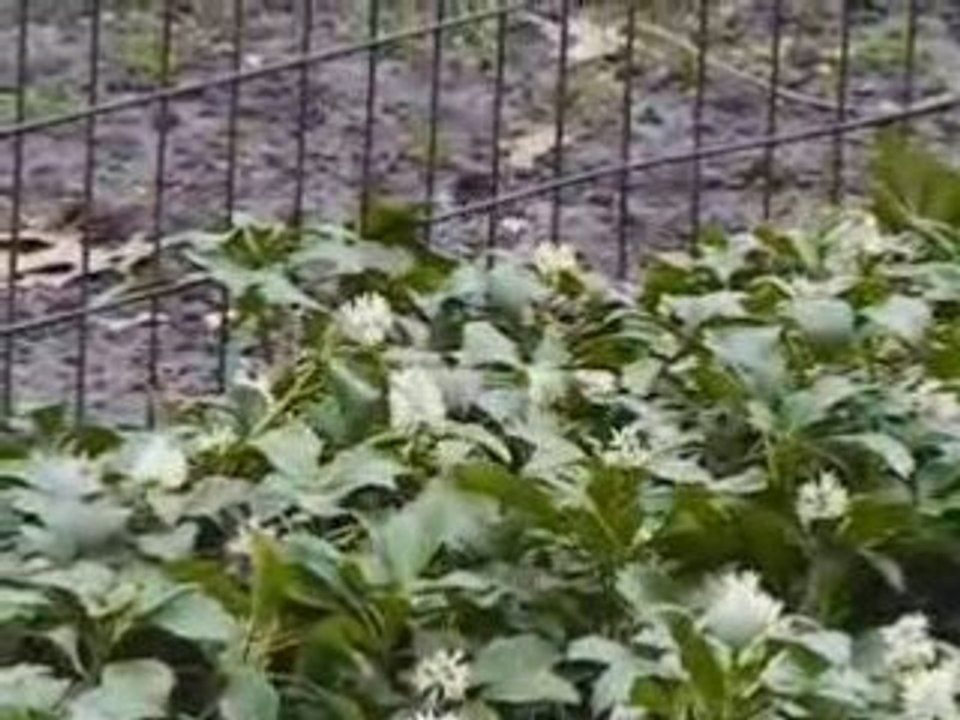 Squirrel in Central Park