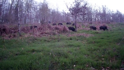 Une belle famille de sangliers ! 