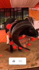 Bakra Eid khubsurat janwar full entertainment alone marks Trump