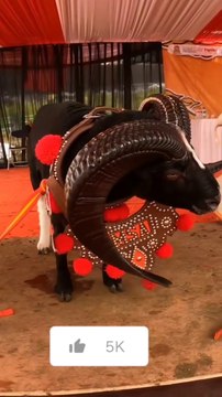 Bakra Eid khubsurat janwar full entertainment alone marks Trump