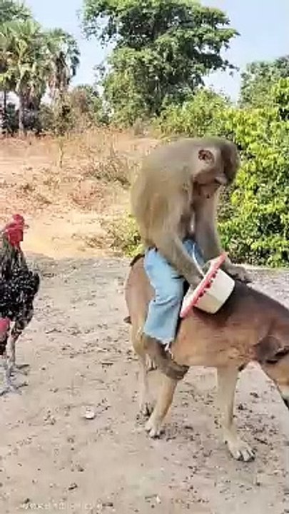 Animal gadget