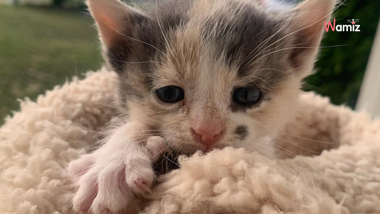 Un petit intrus se faufile sur un chantier : il intervient d'urgence pour sauver une vie innocente (vidéo)