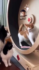 CRIMSY_NE_DIYA_JETH_KO_LAPPAD_#shorts_#ytshorts_#behenkonaman_#rjkisnaa_#crimsy(360p)