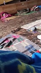 Birds #cutebirds#birdlifestyle