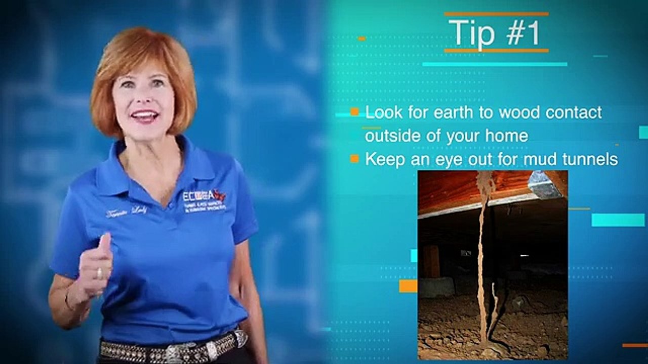 Best Termite Company in San Diego - Expert Pest Control Solutions