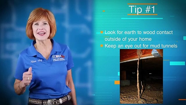 Best Termite Company in San Diego - Expert Pest Control Solutions