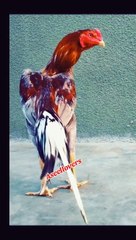 Beautiful Aseel Lovers