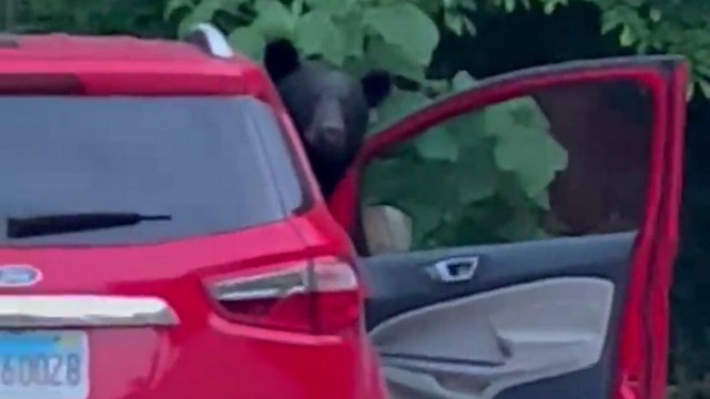 Woman stunned after bear opens her car door and climbs into passenger seat