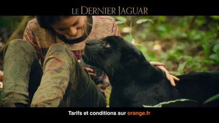 Le Dernier jaguar, dispo en DVD, Blu-Ray et à l achat digital