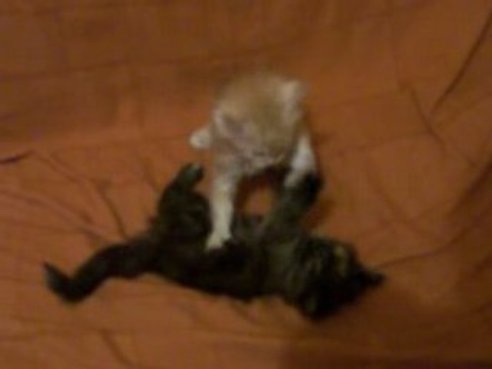 mes bébés coons dans le jeu...