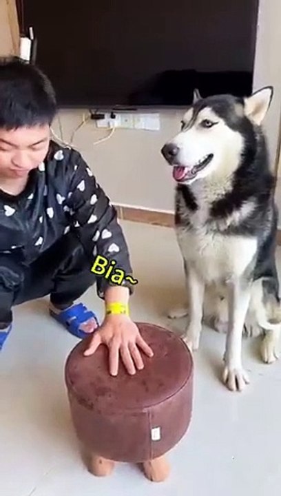 Erha, if you say you won’t hit, you won’t hit anyone who doesn’t have a stupid dog. Huskies hit peo