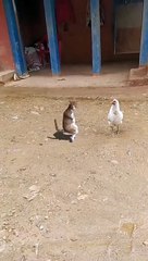 Cat dancing and signing before hen