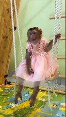 Monkey in female dress and swing