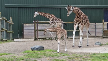Baby calf Mtembei gets the zoomies!