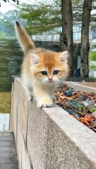 Cute cat walking on wall