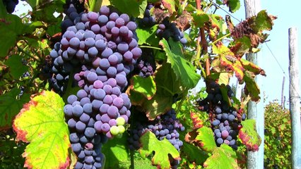 It must be sour | Poetic version of famous Moral Story " The Fox and the Grapes "