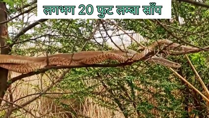 20 फुट लम्बे साँप की केंचुली | 20 फुट का साँप |snake | #towardthenature