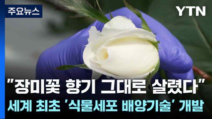 [녹색] "장미꽃 향기 그대로 살렸다"...세계 최초 '식물세포 배양기술' 개발 / YTN