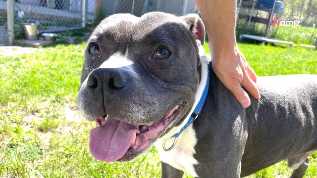 Schock im Tierheim: Familie gibt ihren Hund nach zehn Jahren ab