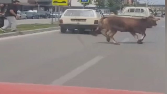 Sahibinin elinden kaçan kurbanlık, trafiği birbirine kattı