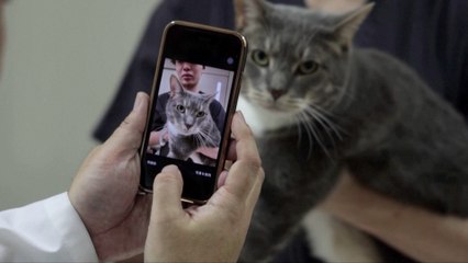 Revolutionary AI App Detects Cat Pain with 95%+ Accuracy 🐱