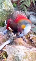 Beautiful ❤️❤️❤️ Tellawat Quran Emotional #viral #video #Dailymotion#|سورۃ الا خلاص|Best Tellawat||2024