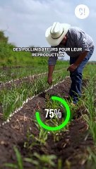 L'humanité peut-elle survivre sans abeilles ?