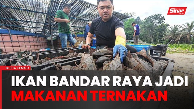 Manfaat ikan bandaraya, makanan alternatif pada ikan