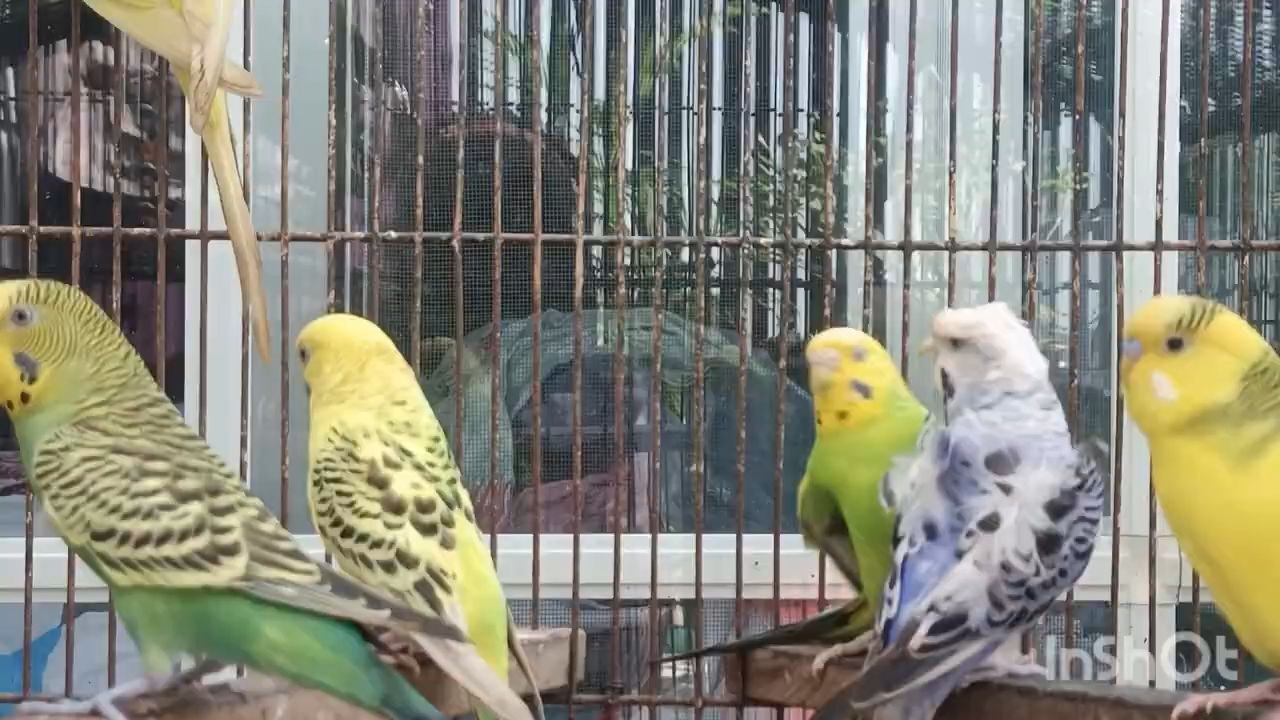 #beudgies